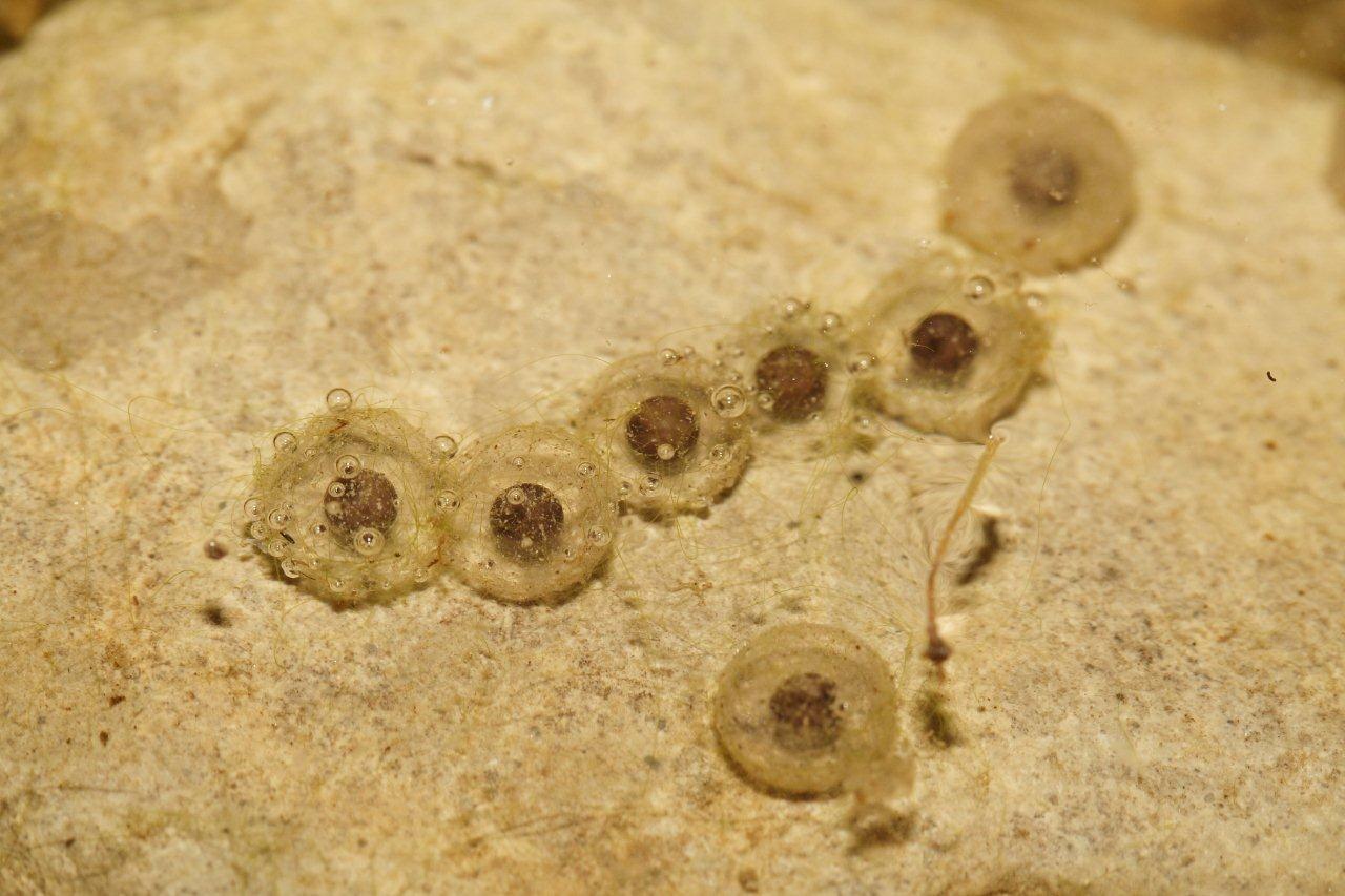 Centinaia di ovature di Salamandrina + 